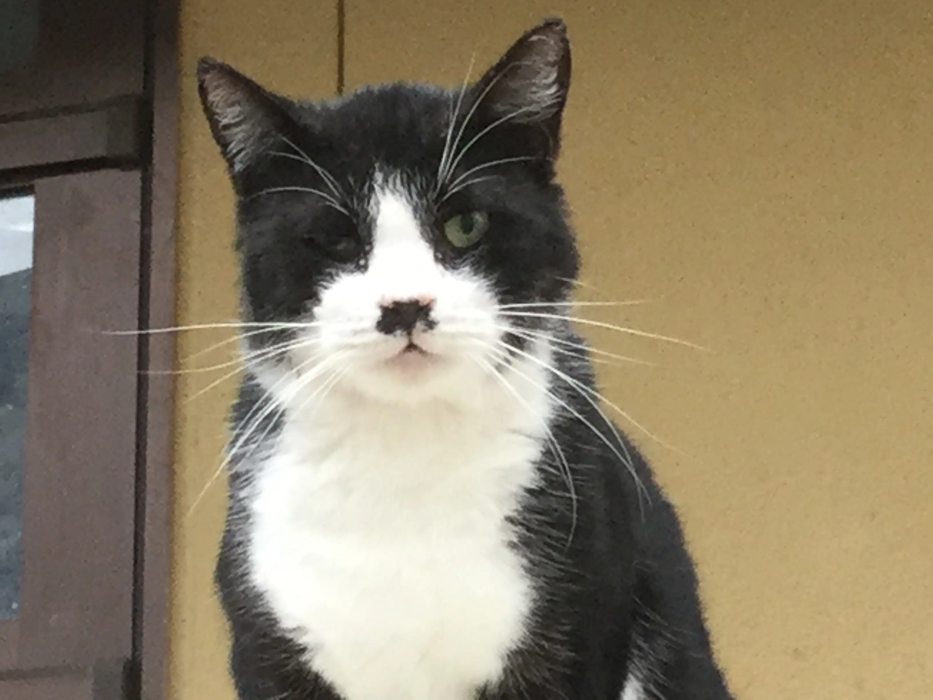 猫の孤独死｜ビールの空き缶６本と主人を待ち続けた日々が切なすぎる理由