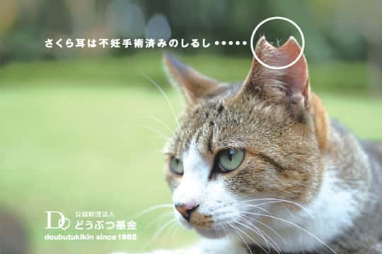 遺品の寄付(さくら猫)