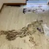 特殊清掃払えない