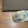 特殊清掃　死後