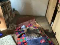 東京　特殊清掃　相談