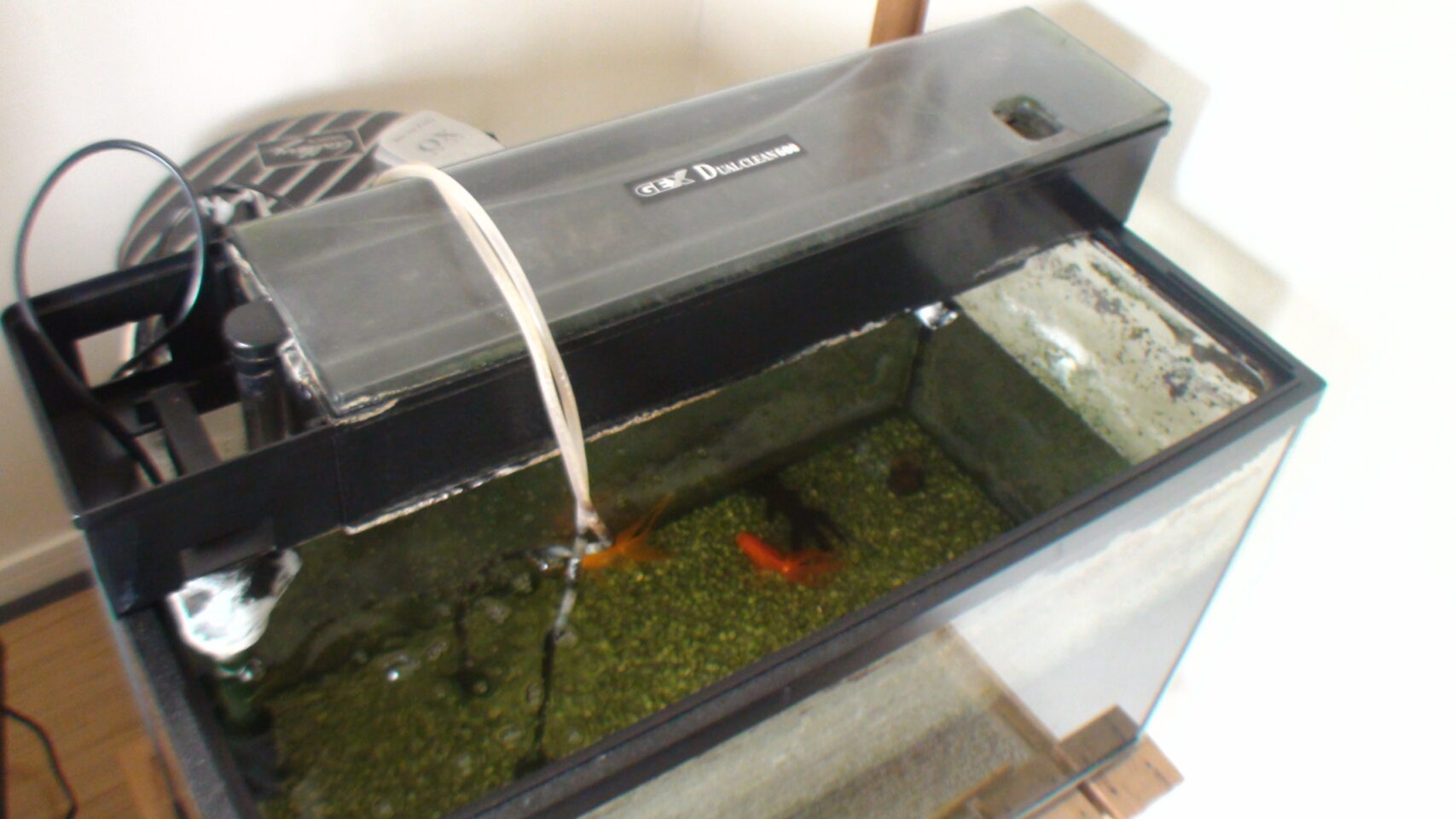 孤独死の部屋にあった故人が飼っていたであろう金魚たち