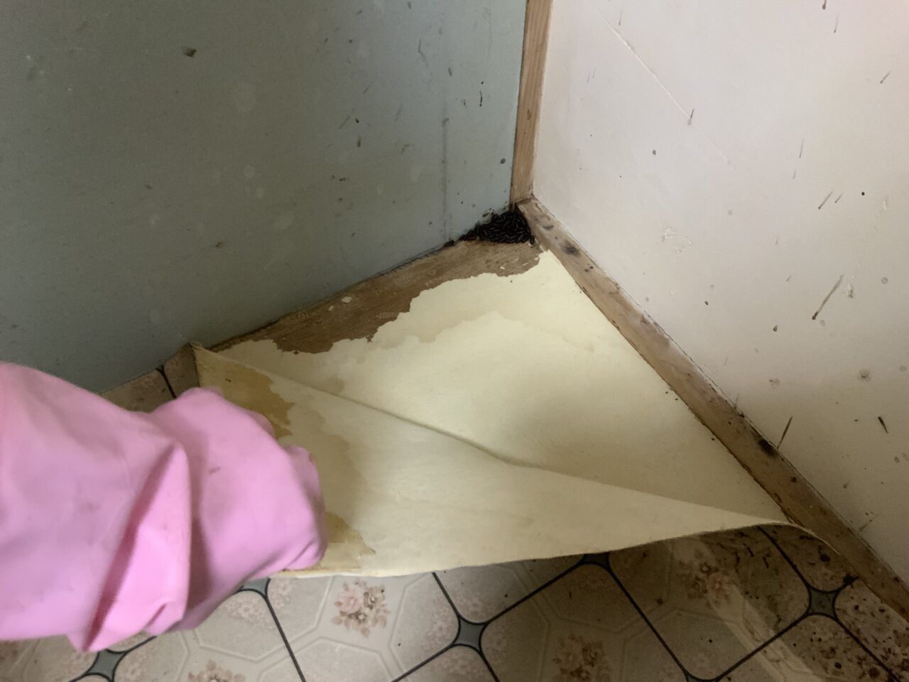 CFを剥がしていくと隅に固まったウジがサナギになっているのを見つけた様子