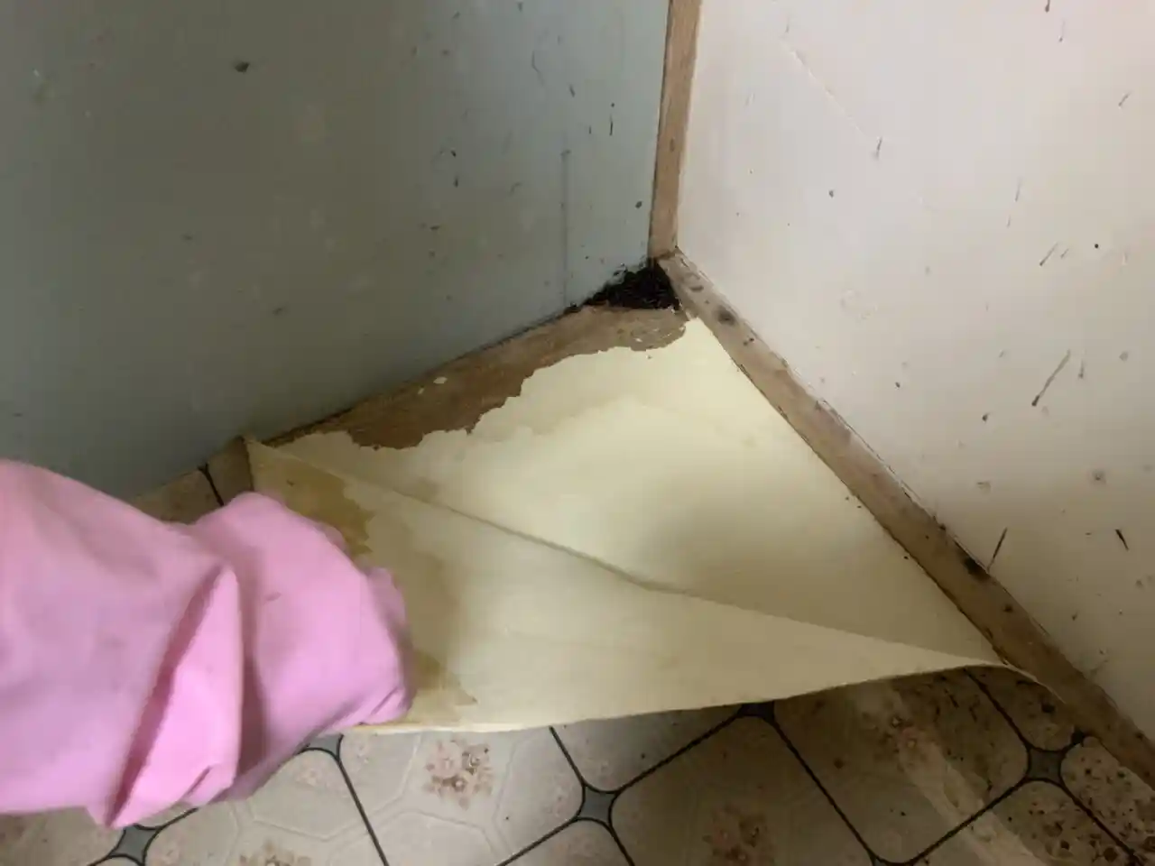 CFを剥がしていくと隅に固まったウジがサナギになっているのを見つけた様子