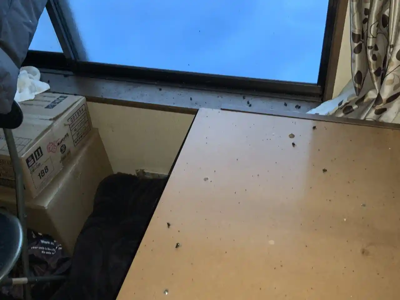 室内の窓際で発見されたハエの死骸