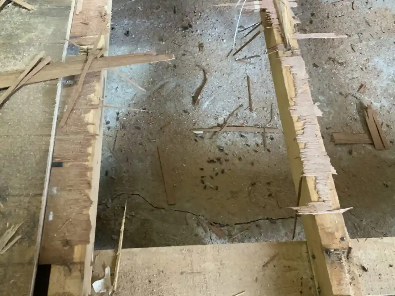 床下調査で発見されたウジやサナギの様子