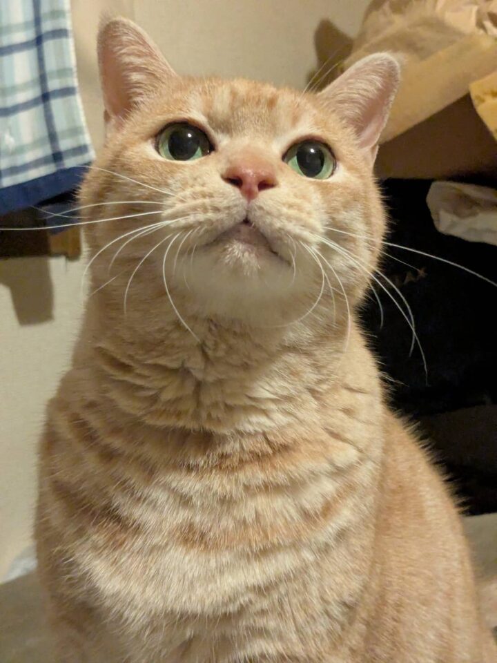 新しい飼い主のもとですくすくと暮らしている現在の様子