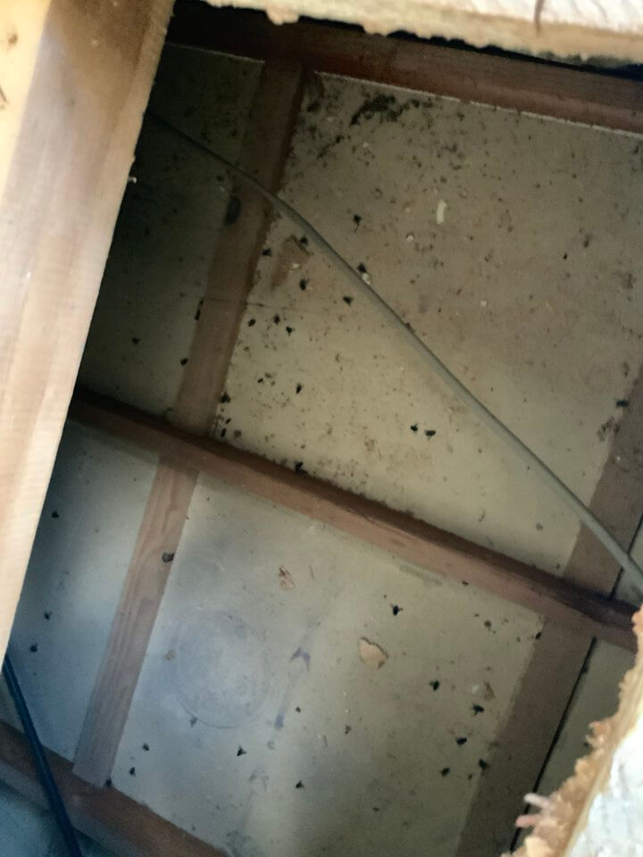 床下にウジやハエが入ってしまっている様子